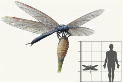 ​巨型旷古虫豸：3亿年前长度到达5英尺 两叠纪时代毁灭