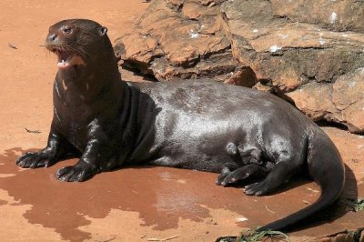 ​洪流獭:世界上体型最大的水獭_最长可达二米四