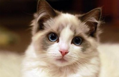 ​布偶猫多少钱一只？布偶猫怎么养？