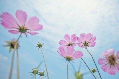 ​格桑花和波斯菊的区别：波斯菊是格桑花的一种_格桑花是总称