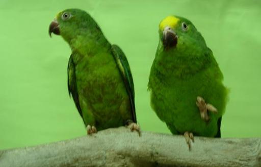 鳞头鹦鹉的饲养方法 鳞头鹦鹉的价格