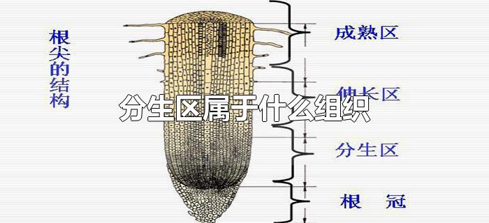 分生区属于什么组织