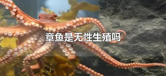 章鱼是无性生殖吗