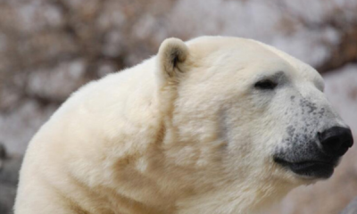 ​北极熊的皮肤是,北极熊的皮肤是什么颜色