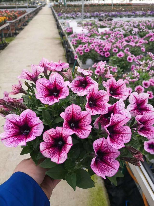 花卉种植技术技巧和方法（花卉种植行业普及的无土栽培常见方式及优缺点）(3)