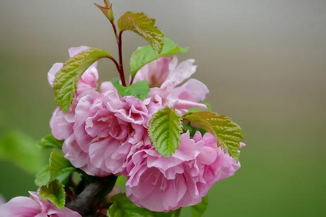 百花名称图（春有百花盘点常见的67种）(46)