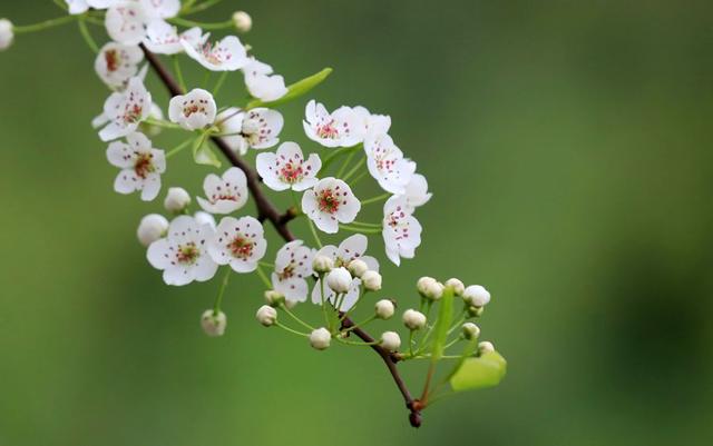 百花名称图（春有百花盘点常见的67种）(4)