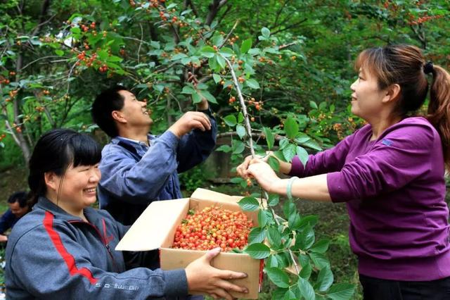 樱桃园采摘樱桃知识点（又是一年樱桃季）(7)