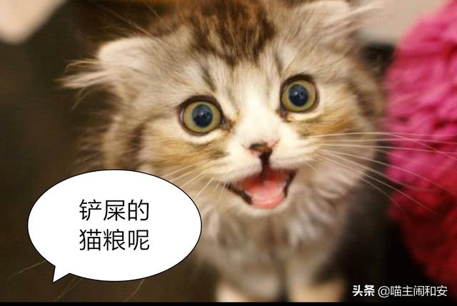 猫言猫语你能听得懂吗（猫语你懂几句）(4)