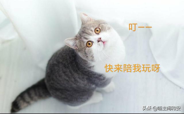 猫言猫语你能听得懂吗（猫语你懂几句）(5)