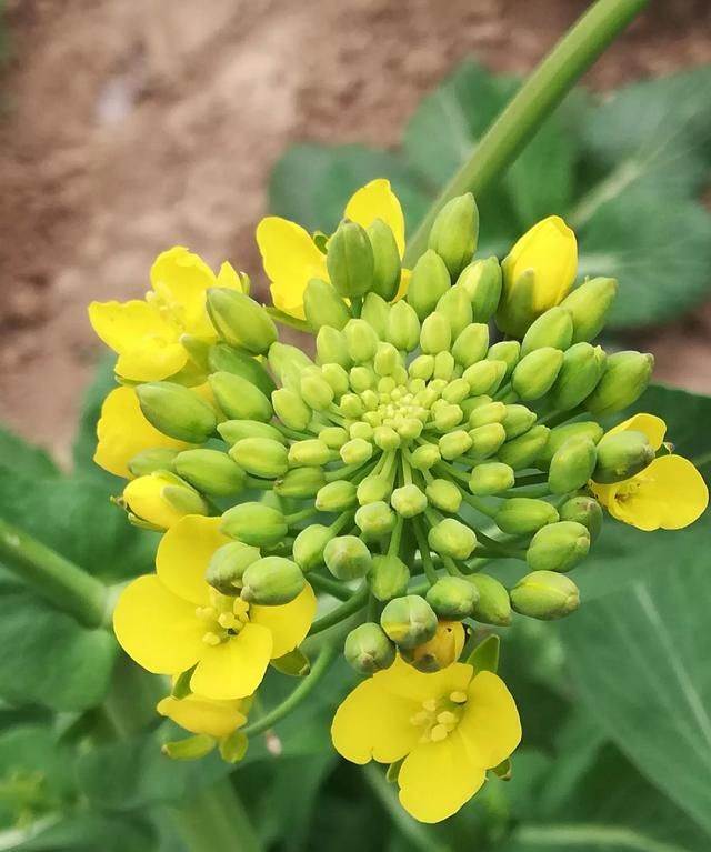 冬天蔬菜有哪些品种，适合冬季种植的蔬菜都有哪些？图7