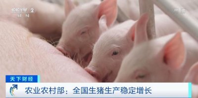 ​猪肉价格连涨19个月后首次转降（猪肉价格为何涨了）