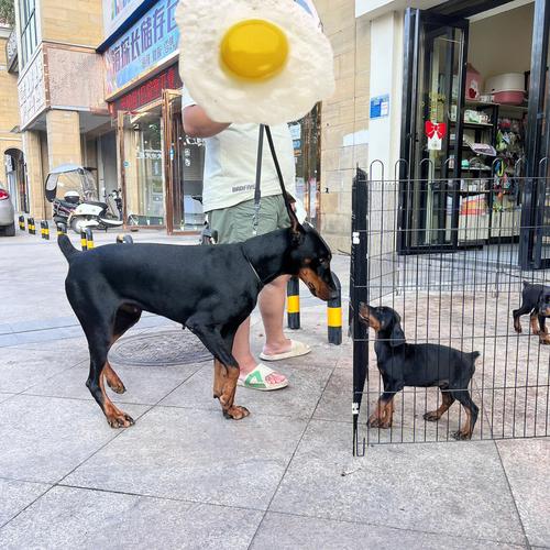 小鹿犬和小杜宾（小鹿犬又叫迷你笃宾）