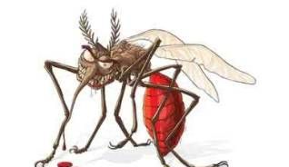 咬人的蚊子是公的还是母的：咬人的是公蚊子还是母蚊子