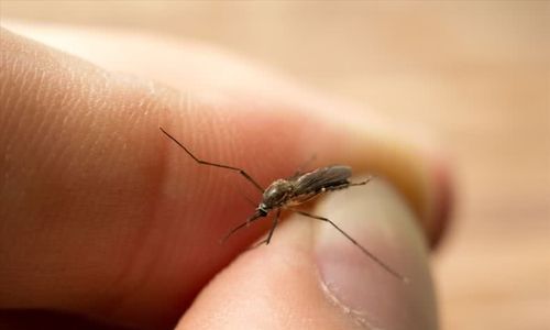咬人的蚊子是公的还是母的：咬人的蚊子是公的还是母的