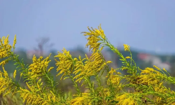 加拿大一枝黄花到底是什么,加拿大一枝黄花到底有什么危害图5