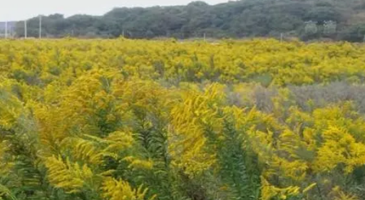 加拿大一枝黄花到底是什么,加拿大一枝黄花到底有什么危害图8