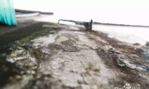 下雨后水泥地面上长绿苔怎样除掉呢