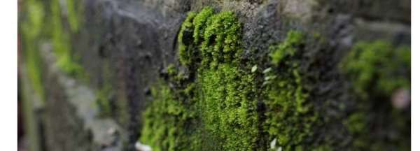 水泥路上的青苔怎么除掉,水泥路上的青苔怎么除掉视频图1