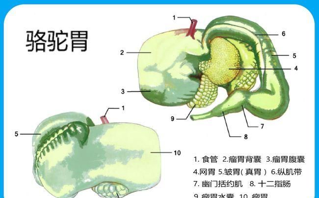 牛羊骆驼有几个胃