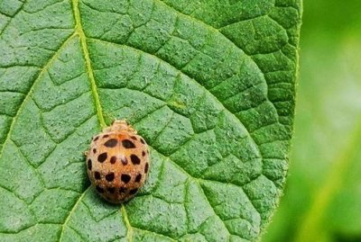 ​四星瓢虫是益虫还是害虫，四星瓢虫是益虫还是害虫？