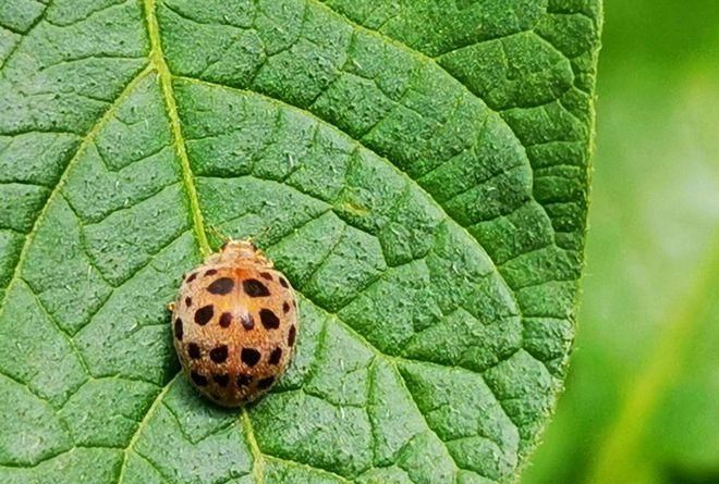 四星瓢虫是益虫还是害虫