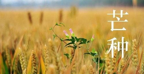 芒种代表人生的寓意,芒种悄然至,人生丰收时图5