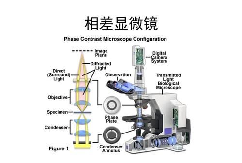 显微镜的原理是什么