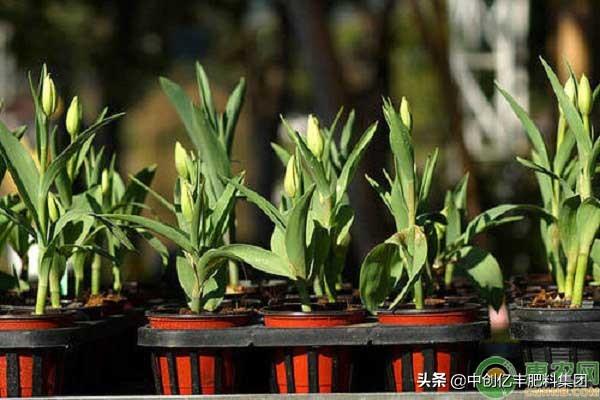 郁金香多久能开花(郁金香花期是几月)