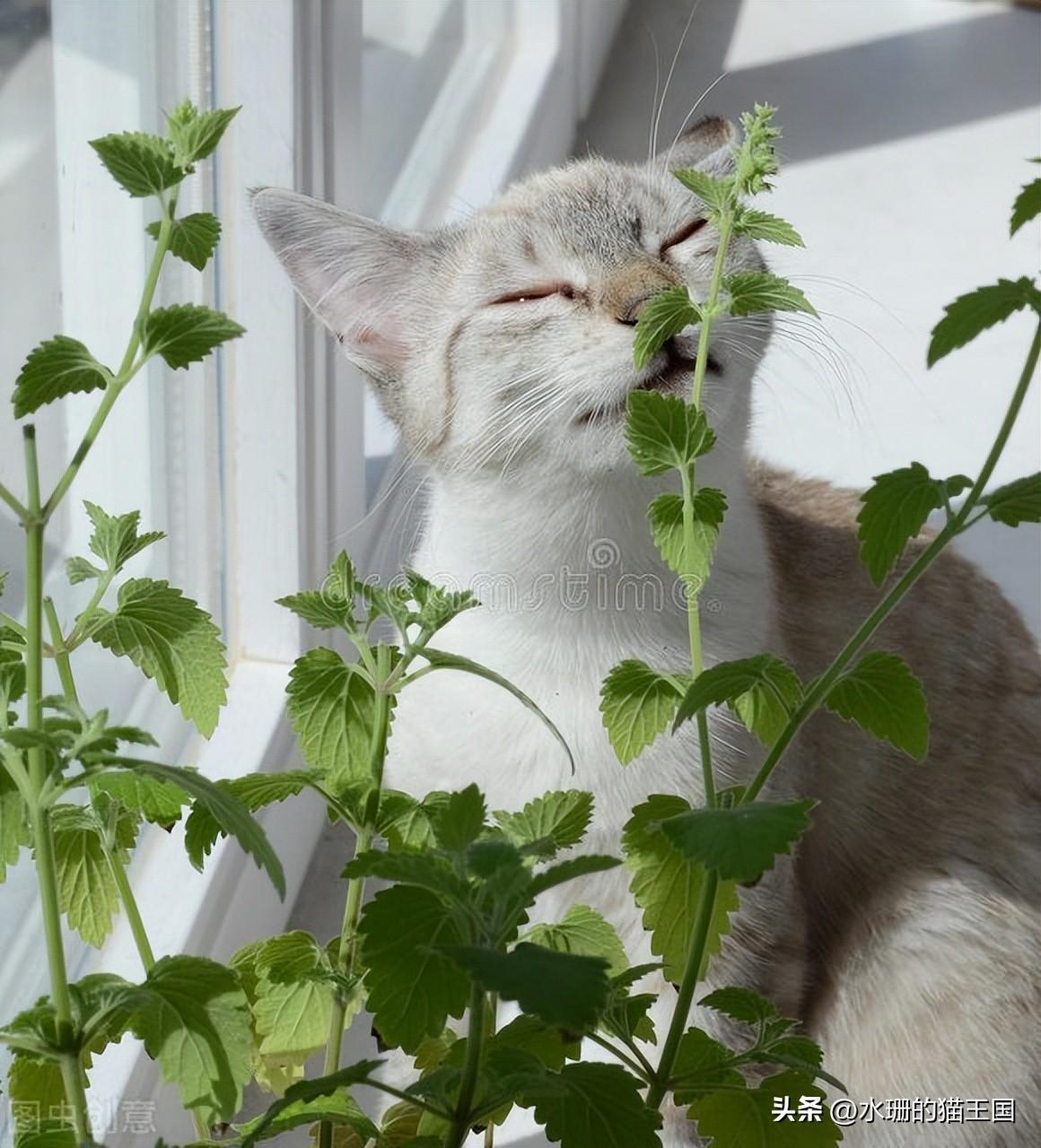 猫咪吸多了猫薄荷有害吗(猫薄荷球一直舔没事吧)