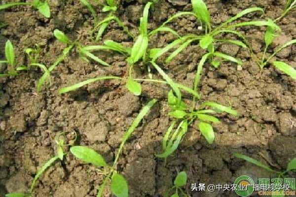 菠菜种子要泡多久才能种（菠菜种子怎么催芽）