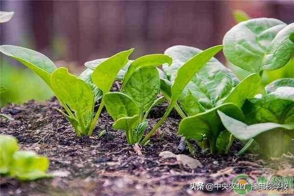 菠菜种子要泡多久才能种（菠菜种子怎么催芽）