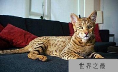 ​世界上最贵的猫咪：17万一只的阿什拉猫