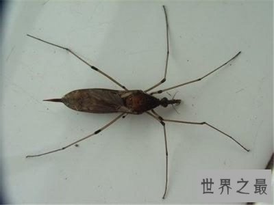 ​世界上最大的蚊子长什么样 飞行能力不强一般跳跃