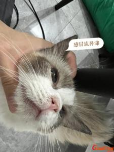 ​猫瘟撑过几天算安全了不治疗？猫瘟撑过几天算安全了怎么计算