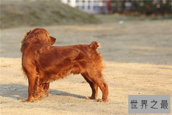 世界犬种最低智商排行，獒的智商真的那么低？