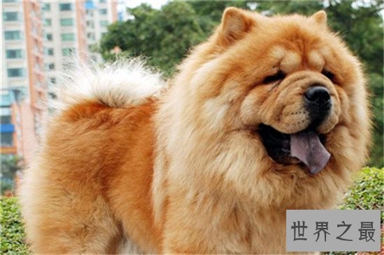 世界犬种最低智商排行，獒的智商真的那么低？