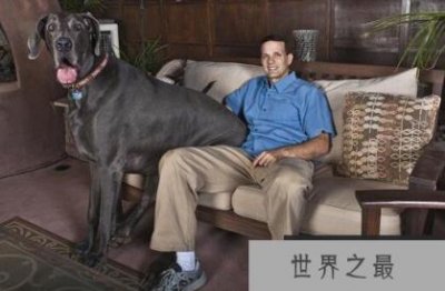 ​世界最高大的狗——大丹犬