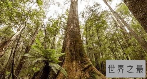 世界上生长最快的树，长到100米只需要几个月