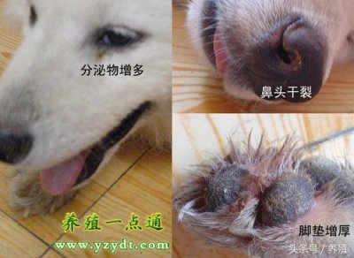 ​犬瘟热怎么得的（犬瘟热的病原、症状、预防与治疗，狗病防治）