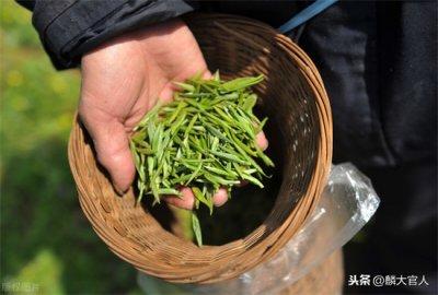 ​红茶和绿茶哪个好(买茶叶，挑“红茶”还是“绿茶”？营养差别大，学会可别再买