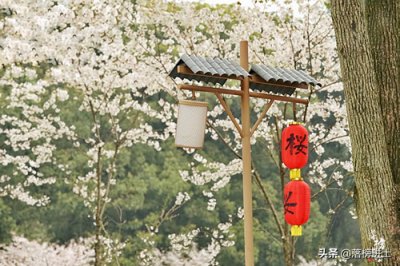 ​适合春季旅游的地方有哪些（一年之计在于春，6个春天值得一去的旅行地，都是