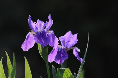 ​鸢尾花真的是“同性恋之花”吗？听其花语，纯洁得很，像极了爱情