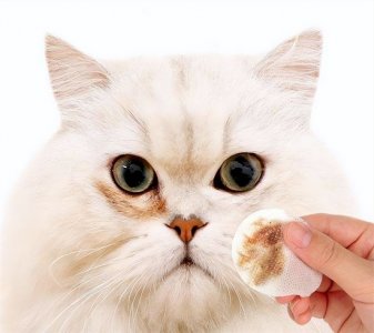 ​猫咪有泪痕是怎么回事 ，原因可不仅仅是因为饮食太咸，还可能是这些原因