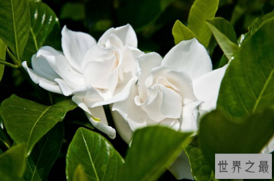 ​世界十大香花 栀子花排第一，茉莉花最受欢迎