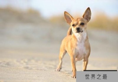 ​世界上最小的狗TOP10 西施犬位居榜首