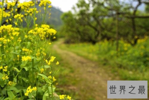 二月为什么要理发，二月龙抬头有哪些习俗，有哪些祝福语