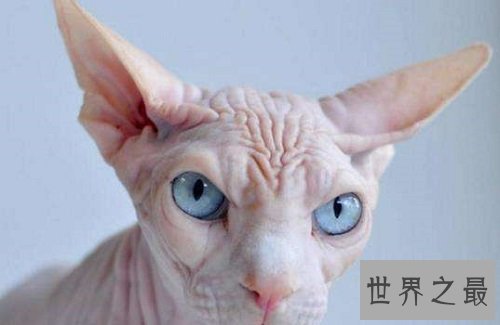 无毛猫价格那么贵？理由居然是这个！