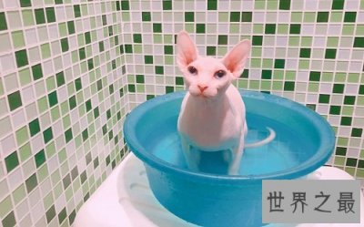 ​无毛猫价格那么贵？理由居然是这个！