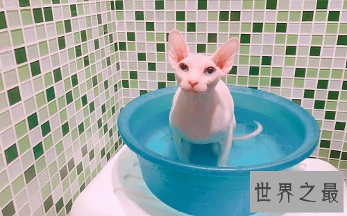 无毛猫价格那么贵？理由居然是这个！